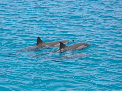 Dolphin house 